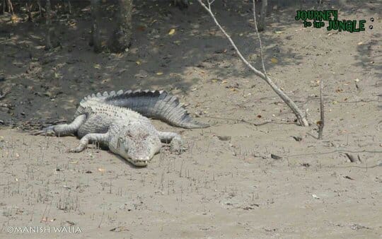 trip to sundarbans photography package