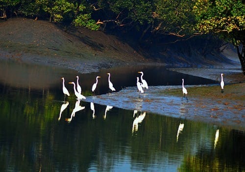 sundarban offbeat tour