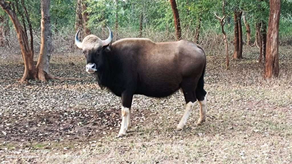 Netarhat Betla Package 3 Night 4 Days |natures beauty #1plan