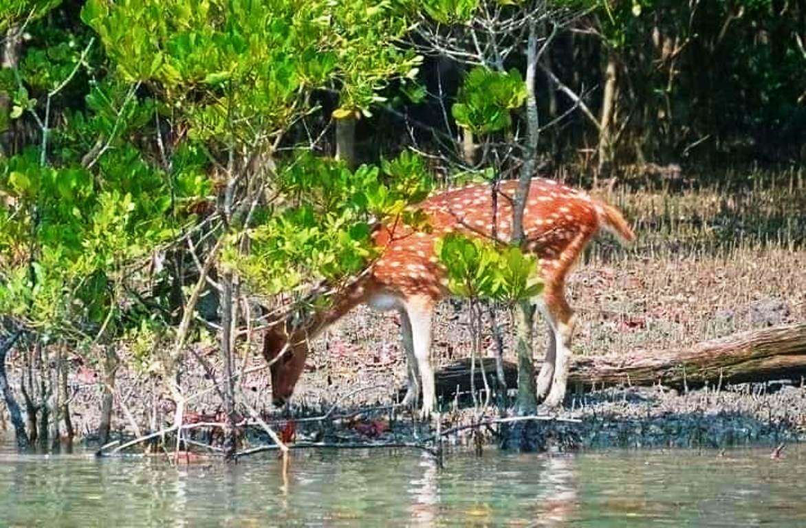 sundarban tour 2night 3days