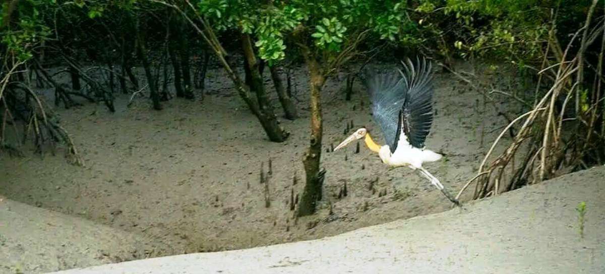 sunderban tour 1night 2 days