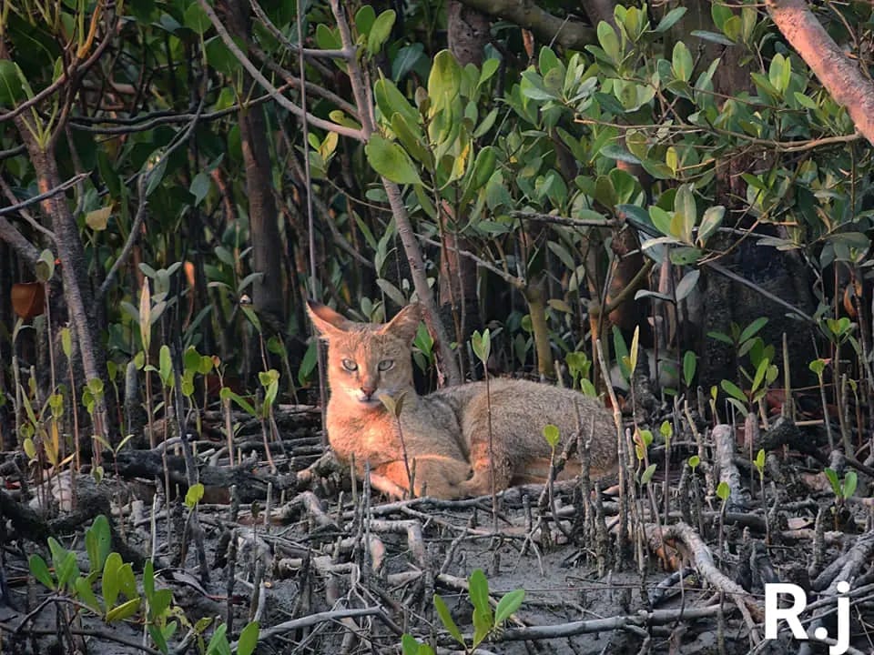 sundarban day tour
