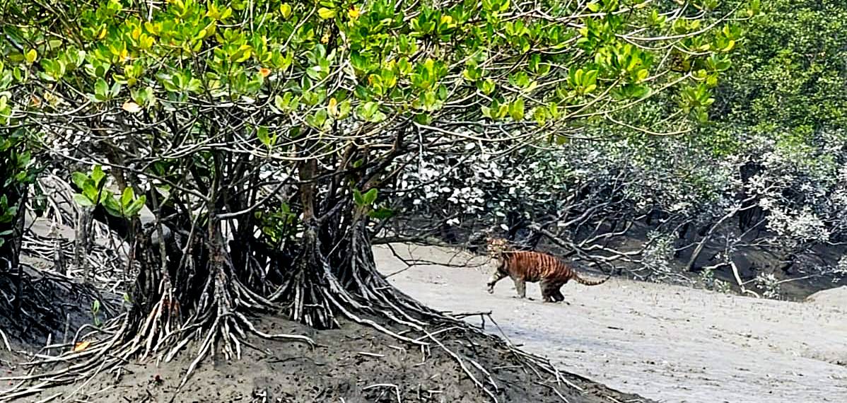 sundarban package cost