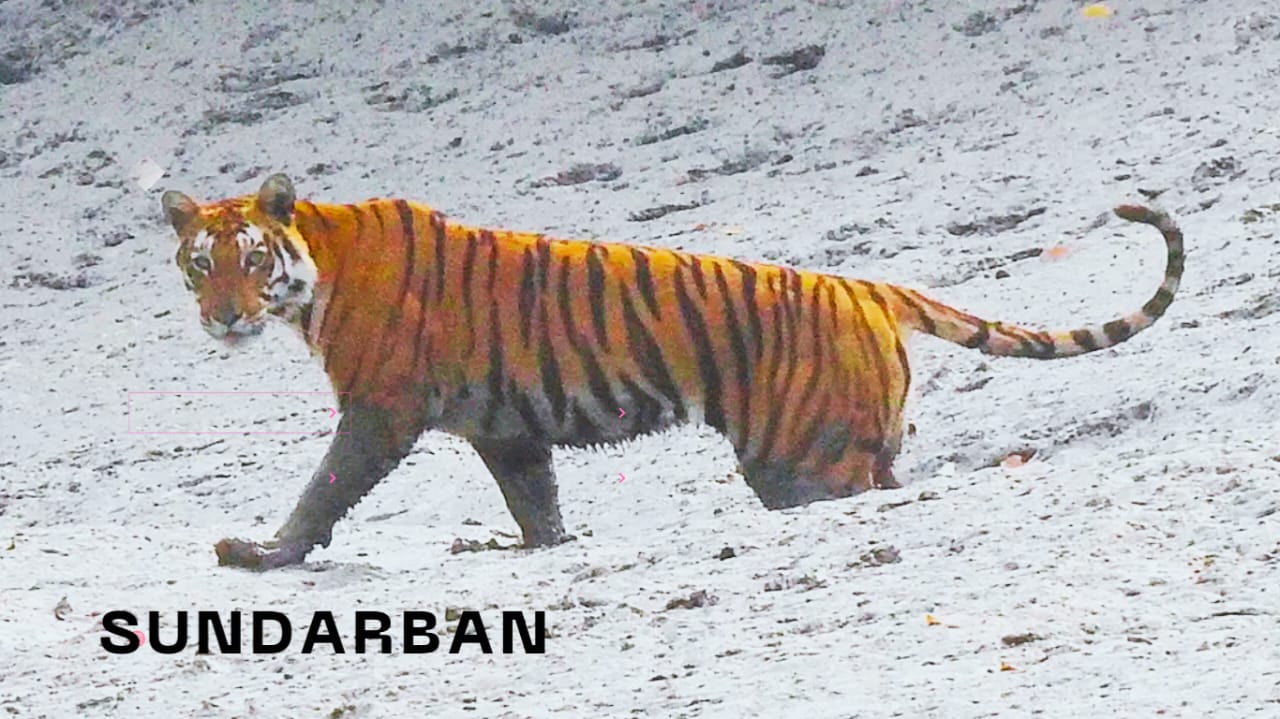 Sundarban Package Tour
