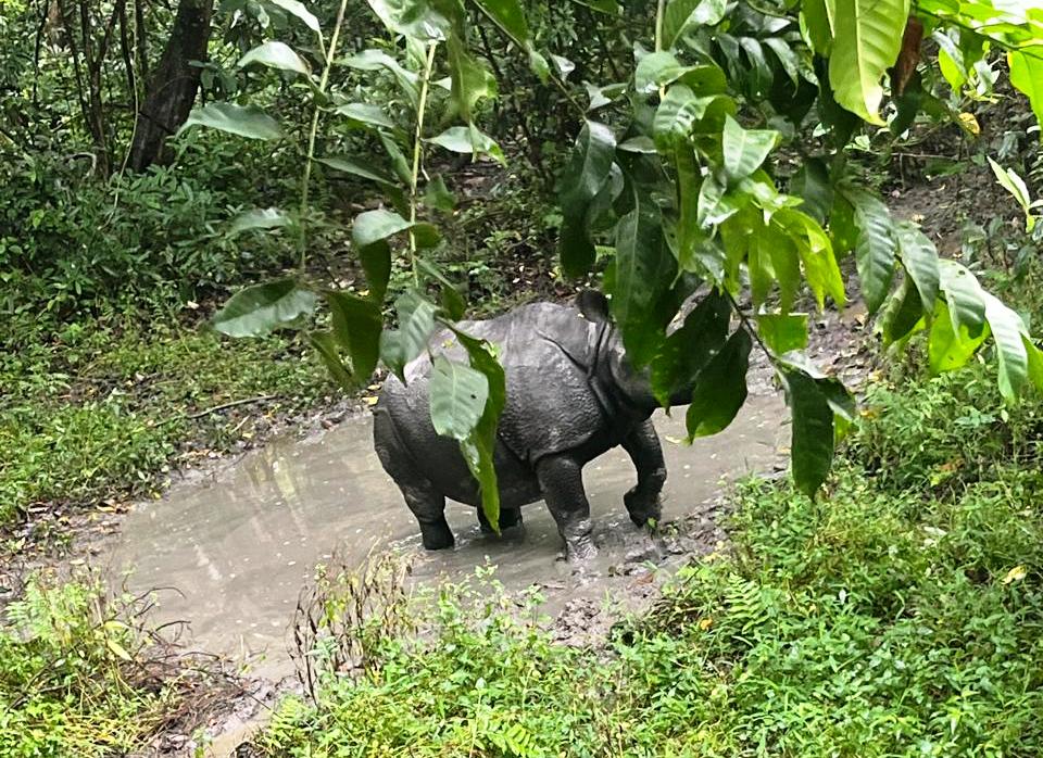 Kaziranga tour package