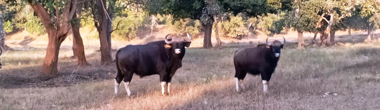 Dooars tour package 5 nights 6 days