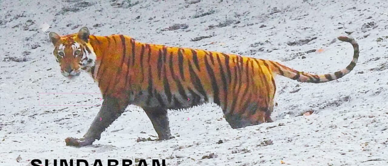 Sundarban wildlife photography package tour Sundarban wildlife photography tour