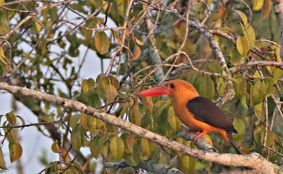 sundarban birds photography tour