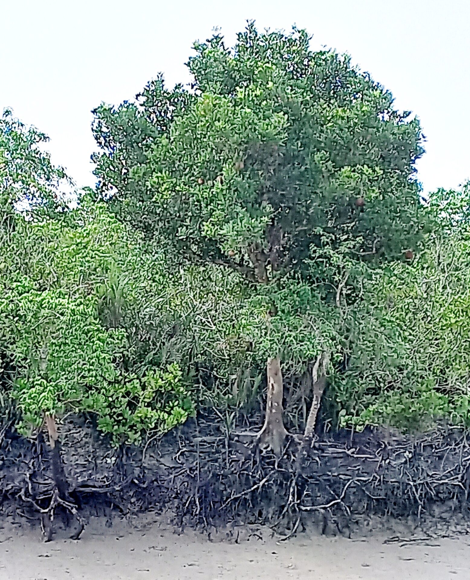 sundarban birds photography tour