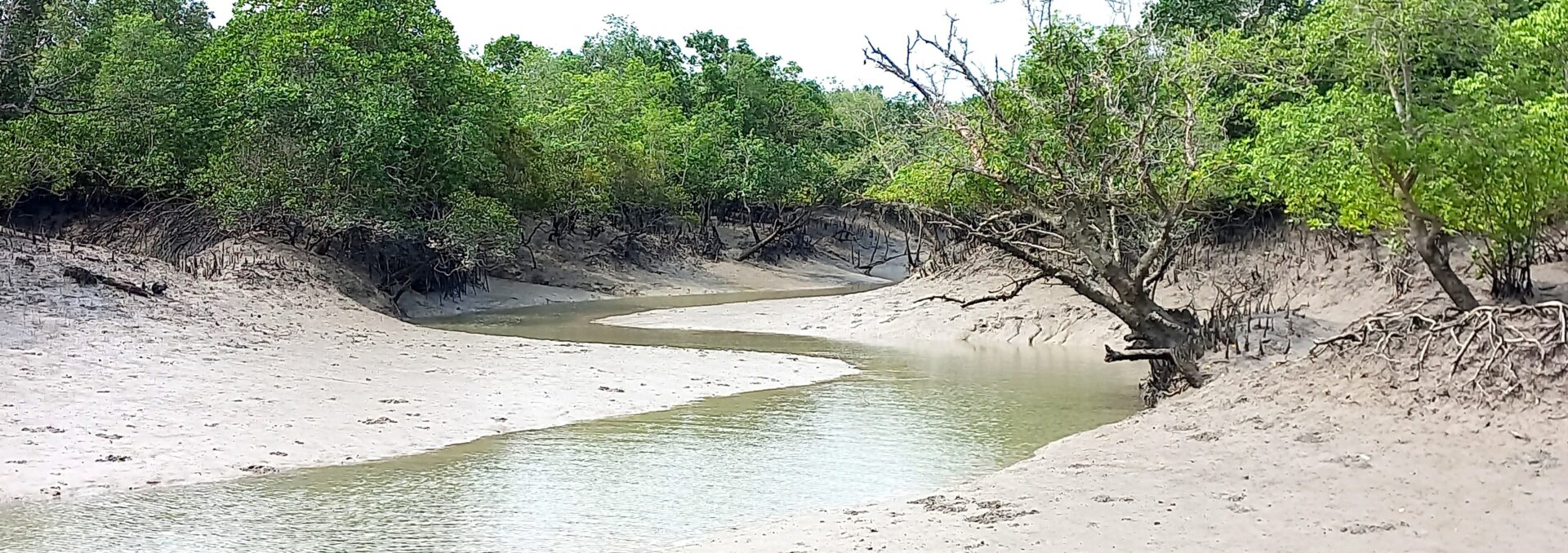 sundarban package Tour