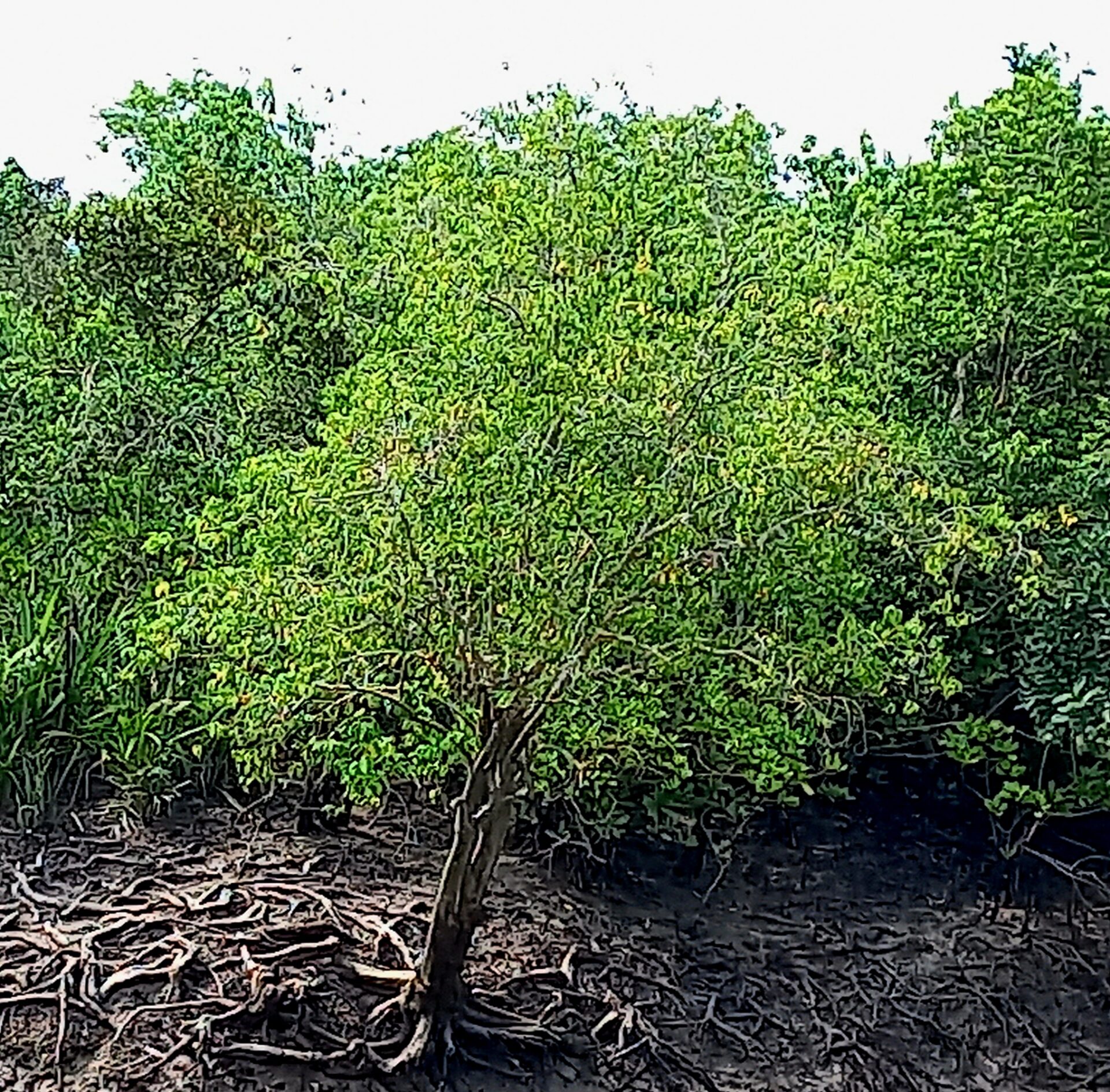 sundarban tour package from Kolkata