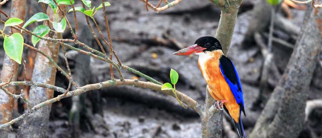 birds 2 sundarban package tour