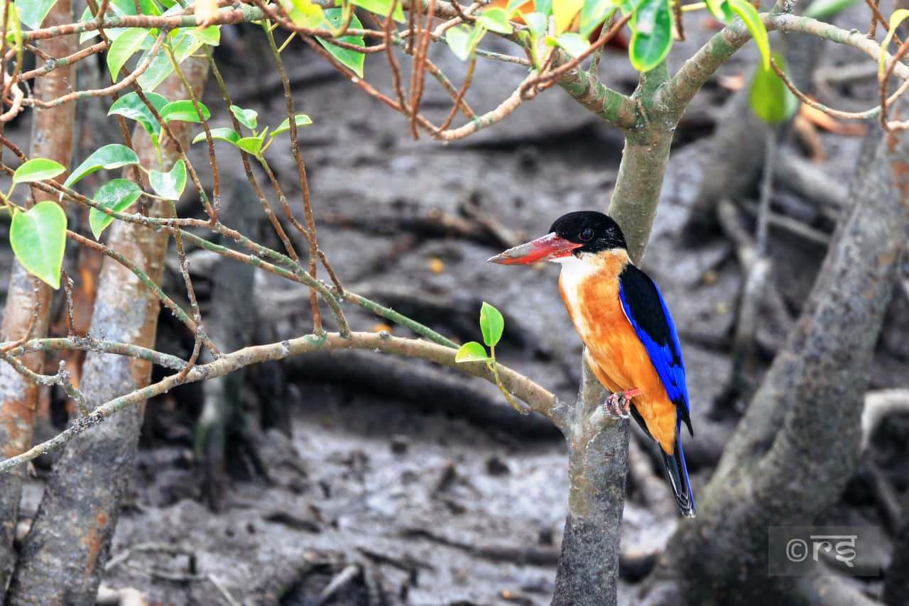 birds 2 sundarban package tour