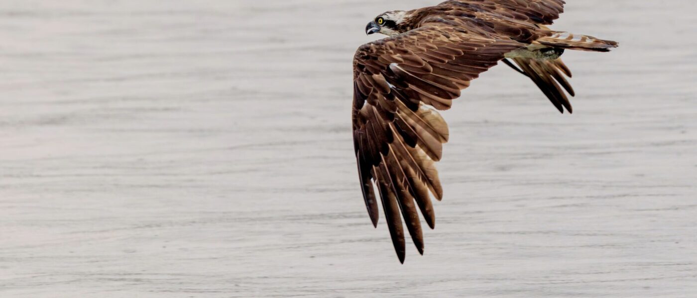 birds1 sundarban package tour