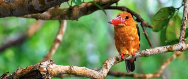 birds3 sundarban package tour