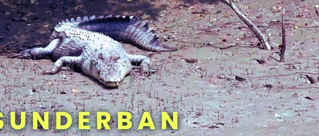 bonnie camp package sundarban package tour