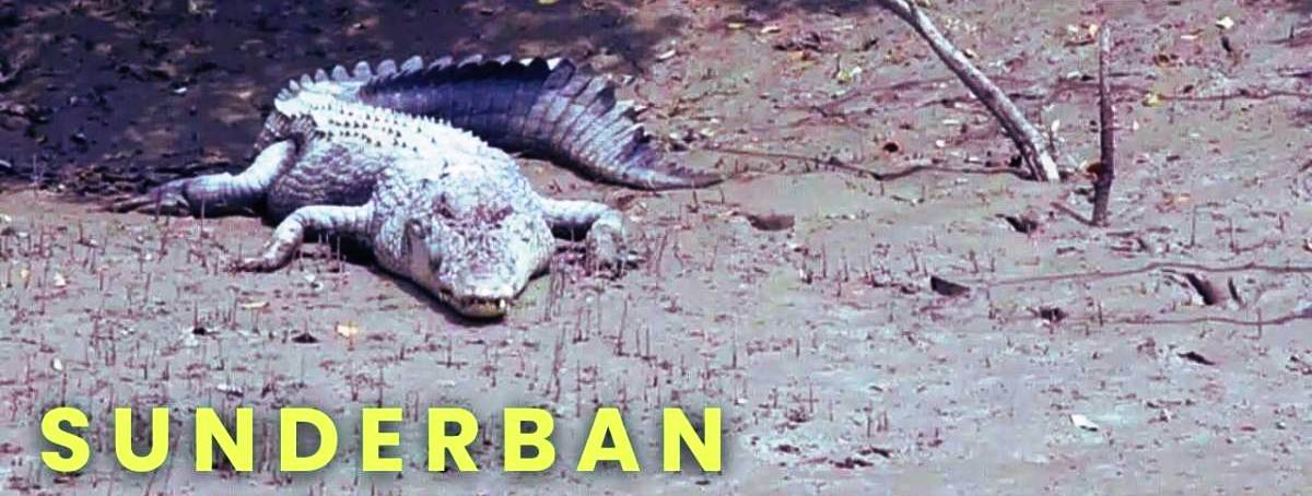 sundarban package tour