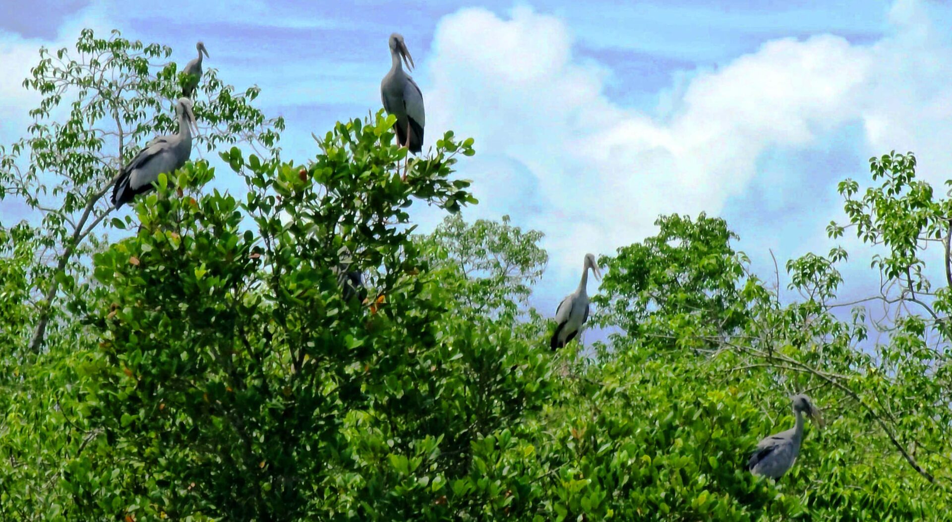 sundarban deluxe tour pckage