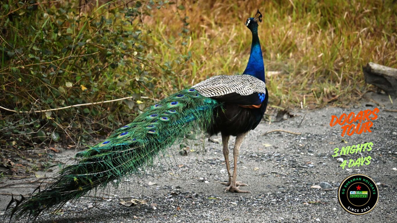 dooars tour 3 nights 4 days dooars tour 3 nights 4 days