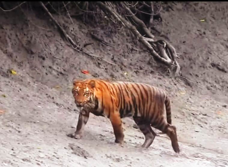 sundarban premium tour package